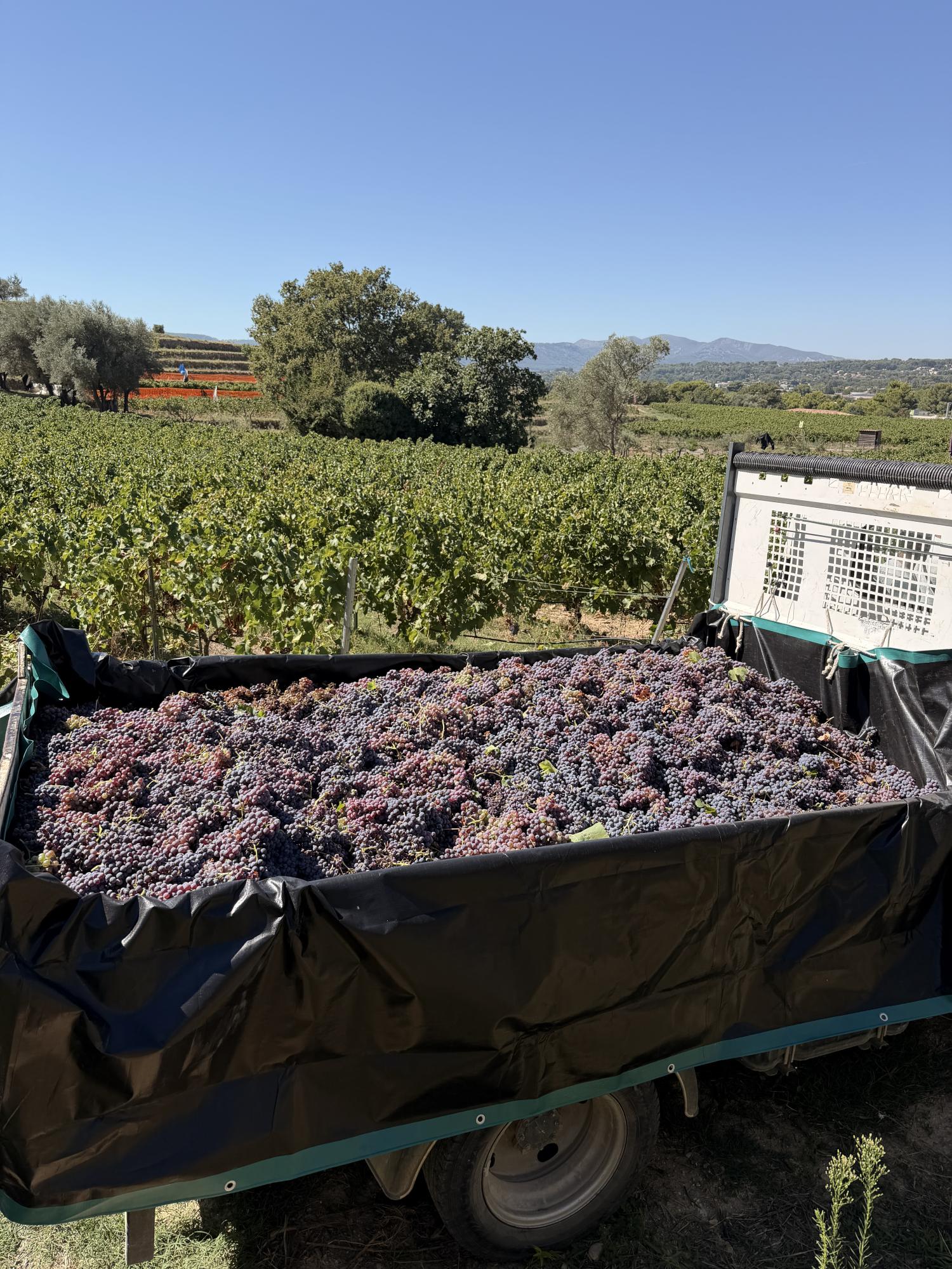 salle-de-reception-mariage-bouches-du-rhone-vendanges-cuvee-2026