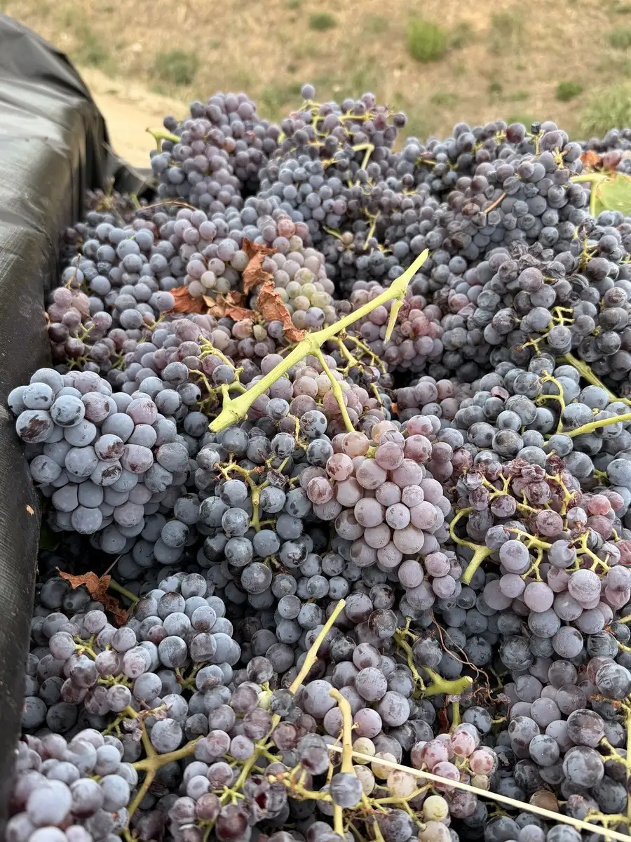 Vendanges 2026 : la nouvelle cuv�e du Domaine de Carnavan