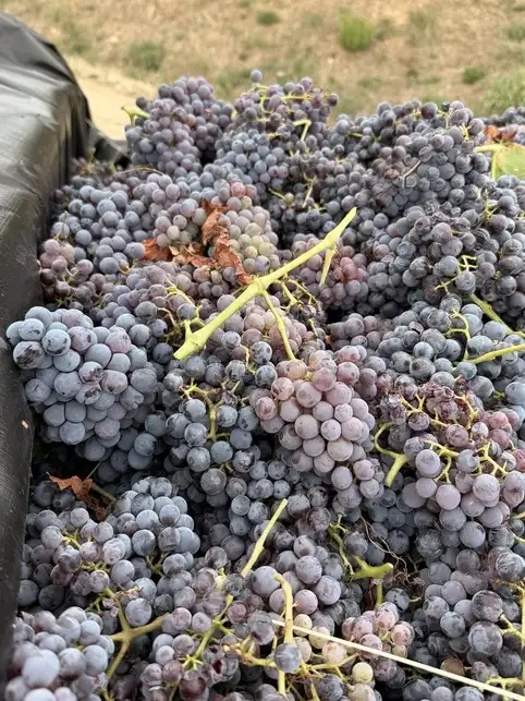Vendanges 2026 : la nouvelle cuv�e du Domaine de Carnavan